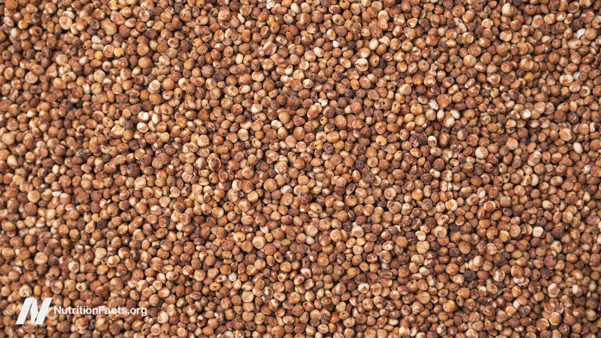 sorghum grains
