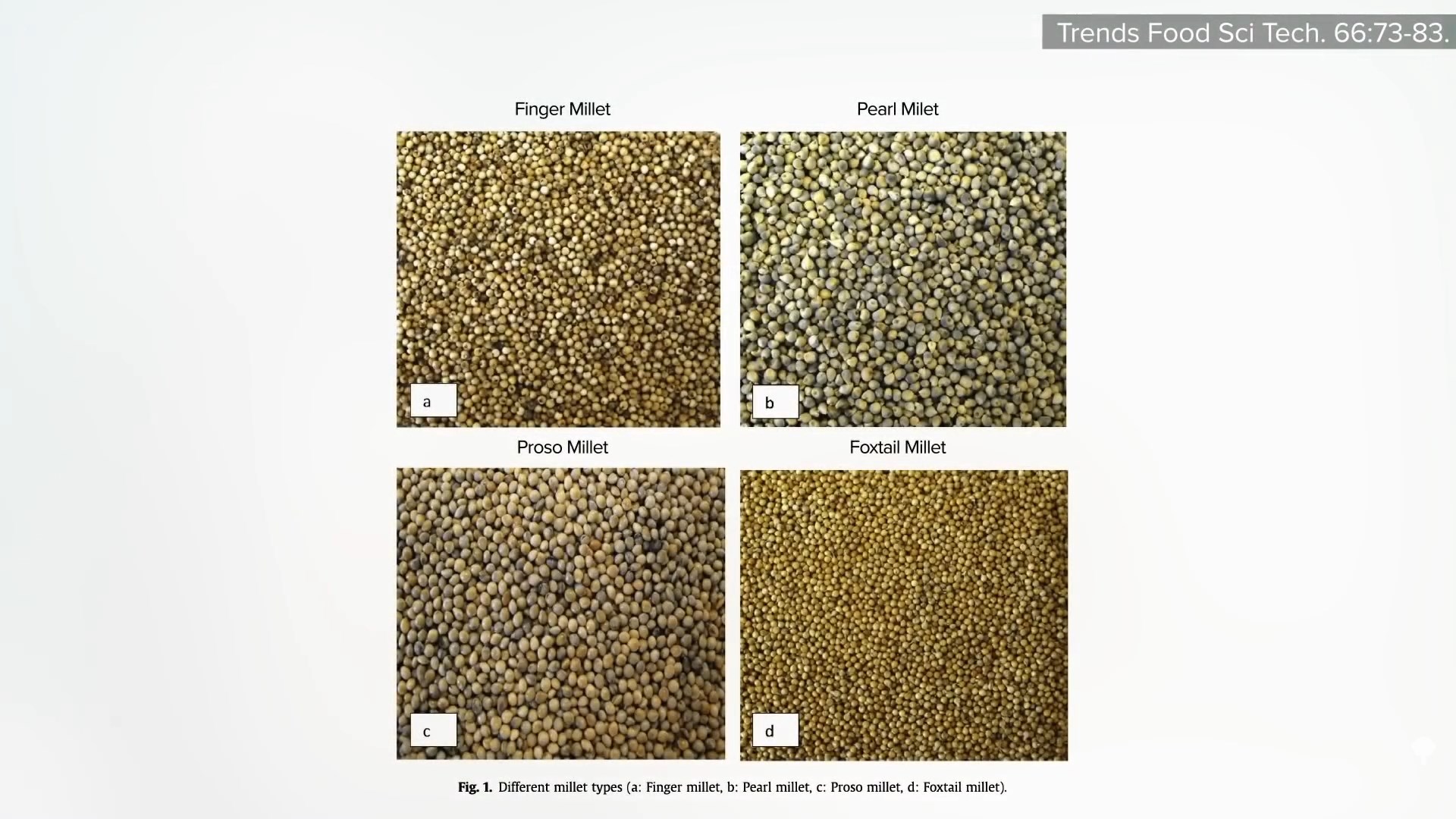 finger, pearl, proso, and foxtail millet