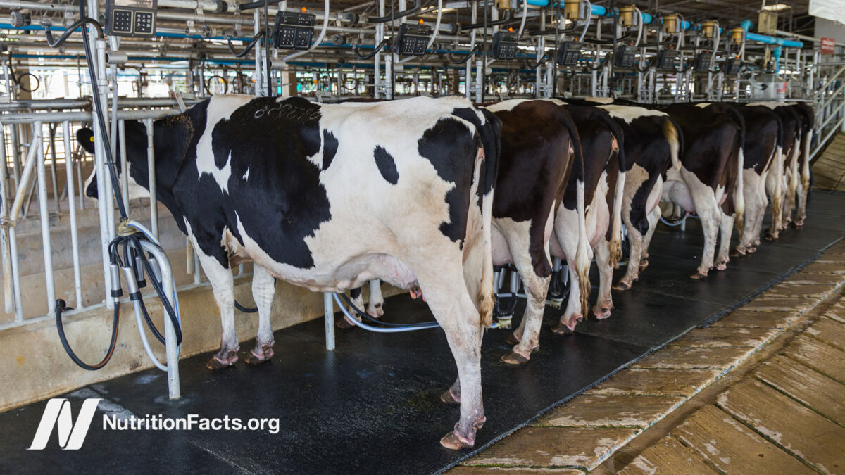 Inside view of an industrial farm filled with farmed dairy holstein cows hooked up to milking machines and standing facing towards a steel bar fence
