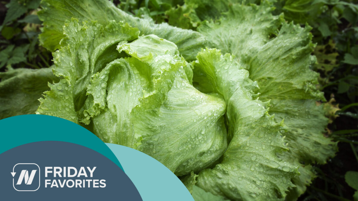 a lettuce
