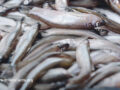Large pile of farmed fish out of water