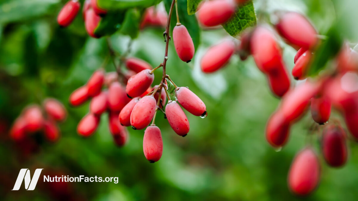 Fresh barberry plants in nature