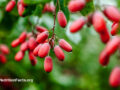 Fresh barberry plants in nature