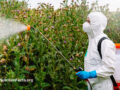 Person in a hazard suit, hand spraying agriculture with glyphosate