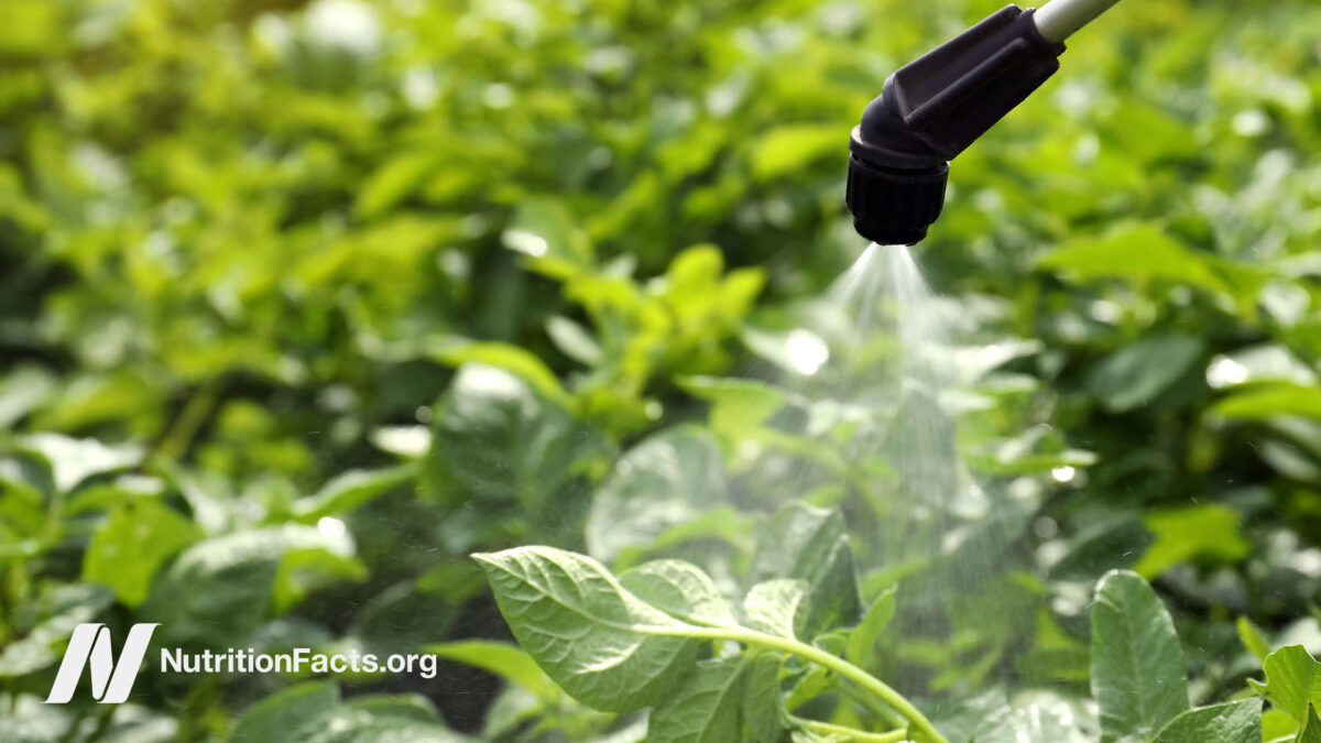 Closeup view of a spray spraying glyphosate onto greenery