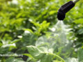 Closeup view of a spray spraying glyphosate onto greenery